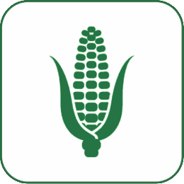 Organic Corn